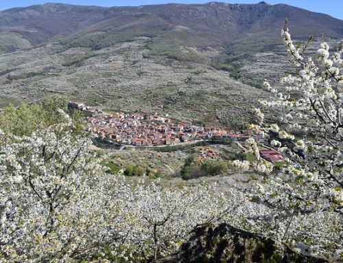 Cerezo en flor 2020 Valle del Jerte
