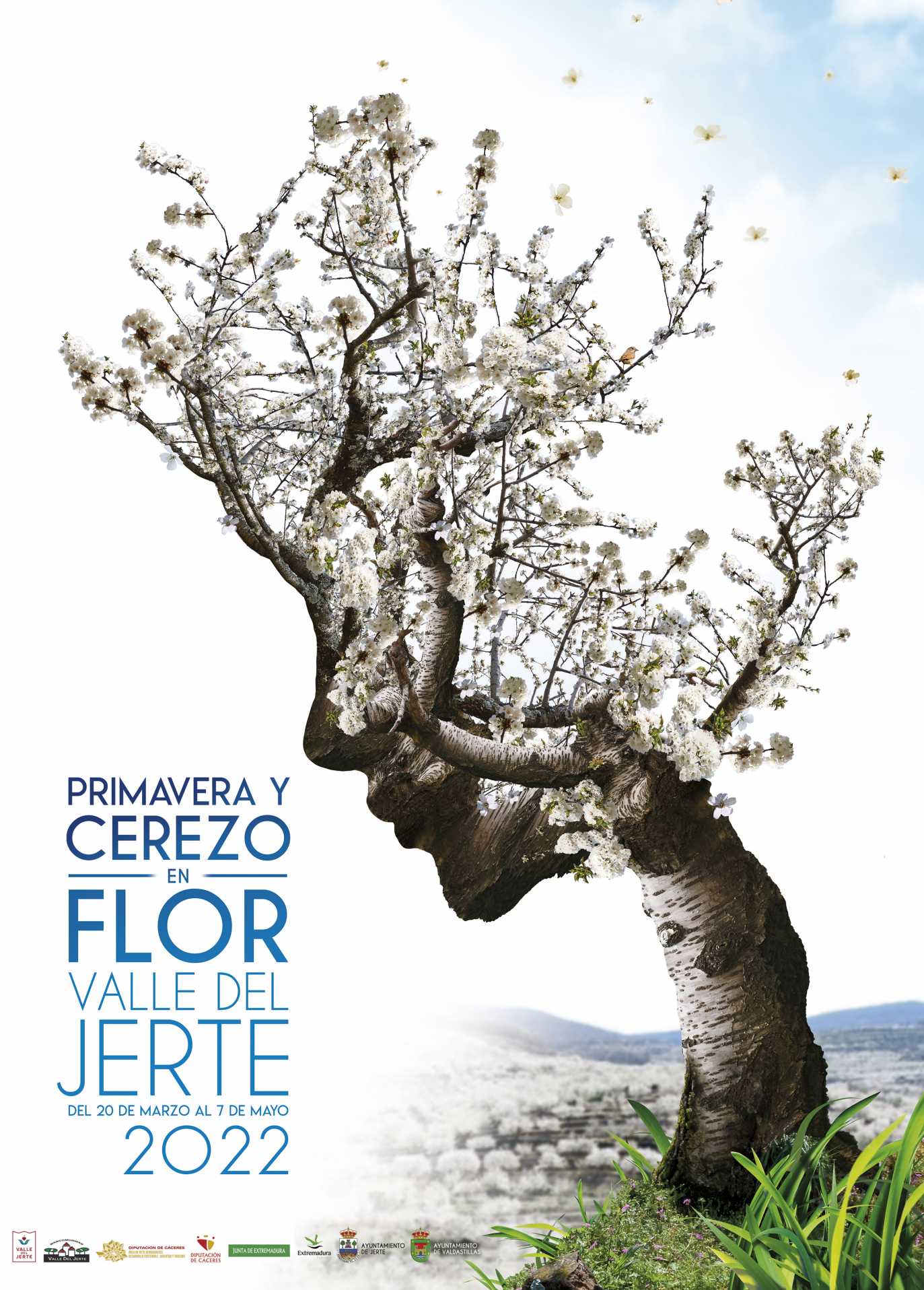 Cerezo en Flor Valle del Jerte. : Primavera y Cerezo en Flor. Valle del  Jerte
