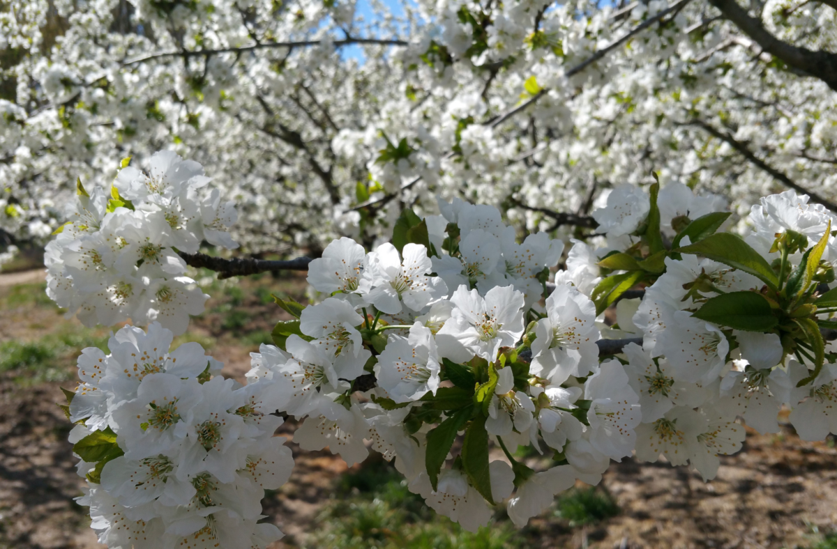 El Valle del Jerte y los cerezos en flor