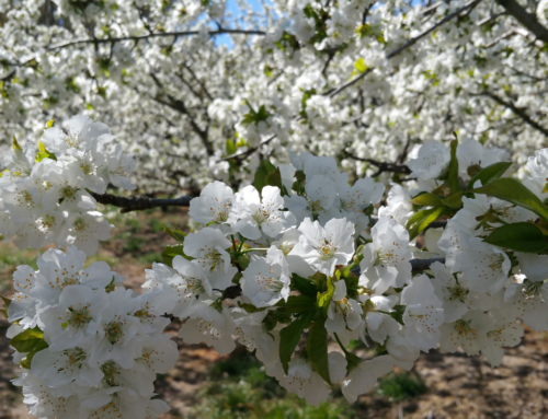 Visita el Valle del Jerte en flor: razones para no arrancar las ramas