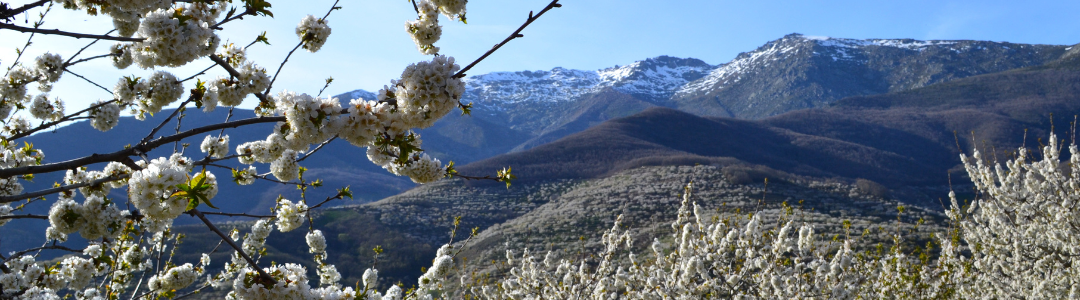 La Fiesta del 'Cerezo en Flor' del Valle del Jerte se celebrará el